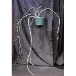 Cynanchum perrieri 10-inch pots