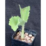 Cyphostemma currorii 2-inch pots