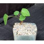 Cyphostemma grahamii 5-inch pots