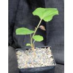 Cyphostemma grahamii one-gallon pots