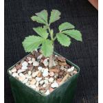 Cyphostemma hardyi 4-inch pots