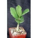Cyphostemma juttae 4-inch pots