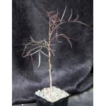 Cyphostemma mappia 5-inch pots