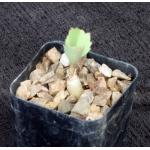 Cyphostemma seitziana 2-inch pots