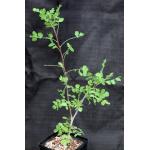 Cyrtocarpa edulis one-gallon pots