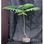 Delonix regia one-gallon pots