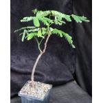 Delonix velutina 5-inch pots