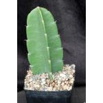Dendrocereus nudiflorus one-gallon pots