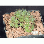 Deuterocohnia brevifolia 5-inch pots