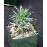 Deuterocohnia lorentziana 4-inch pots
