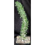 Didierea trollii 5-inch pots