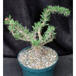 Didierea trollii 8-inch pots