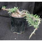 Didierea trollii one-gallon pots