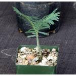 Dioon edule 4-inch pots