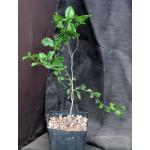 Diospyros sonorae one-gallon pots
