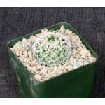 Discocactus araneispinus 4-inch pots