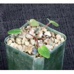 Dorstenia brasiliensis 2-inch pots