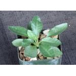 Dorstenia buchananii var. longipedunculata 2-inch pots