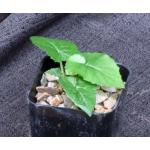 Dorstenia contrajerva 2-inch pots