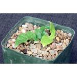 Dorstenia contrajerva 5-inch pots