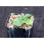 Dorstenia drakena 2-inch pots