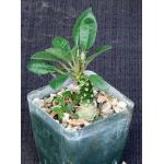 Dorstenia foetida 4-inch pots