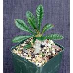 Dorstenia gigas 4-inch pots