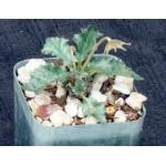 Dorstenia horwoodii 2-inch pots