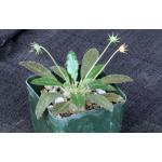 Dorstenia horwoodii 4-inch pots