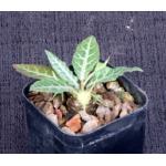 Dorstenia crispa var. lancifolia 2-inch pots