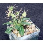 Dorstenia sp. B&L 751 3-inch pots