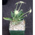 Dorstenia horwoodii 4-inch pots