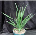 Dracaena draco 8-inch pots