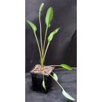 Drimiopsis maculata 5-inch pots