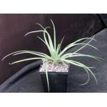 Dyckia choristaminea 5-inch pots