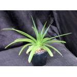 Dyckia cv Naked Lady 5-inch pots