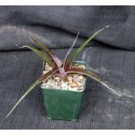 Dyckia cv Red Devil 4-inch pots