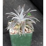 Dyckia cv Deep Purple & Silver 4-inch pots
