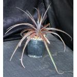 Dyckia cvRed Devil 5-inch pots