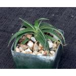 Dyckia remotiflora 3-inch pots