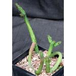 Echidnopsis dammanniana one-gallon pots