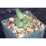 Echidnopsis nubica 3-inch pots