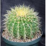Echinocactus grusonii 8-inch pots
