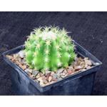 Echinocactus grusonii var. brevispinus (green) 5-inch pots