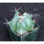 Echinocactus platyacanthus 3-inch pots