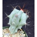 Echinocactus platyacanthus 4-inch pots