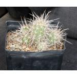 Echinocereus barthelowanus (LBR 72-119) one-gallon pots