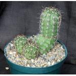 Echinocereus coccineus 8-inch pots