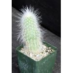 Echinocereus delaetii 4-inch pots