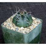 Echinocereus knippelianus 4-inch pots
